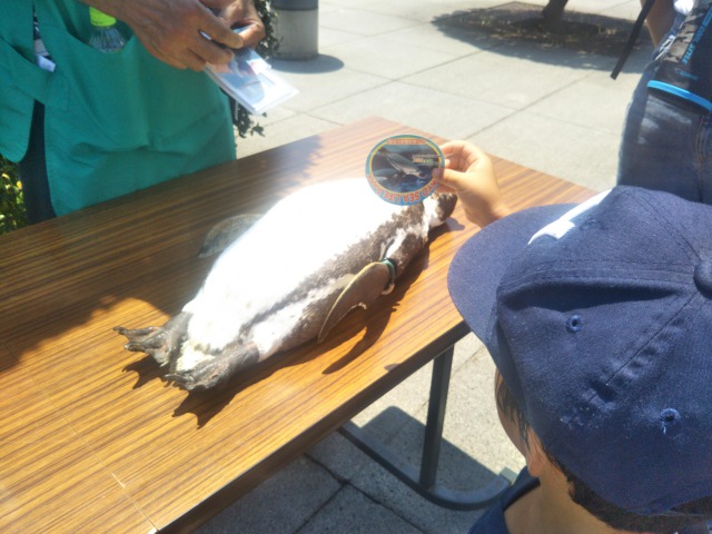 葛西臨海水族園のペンギン