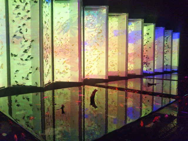 アートアクアリウム