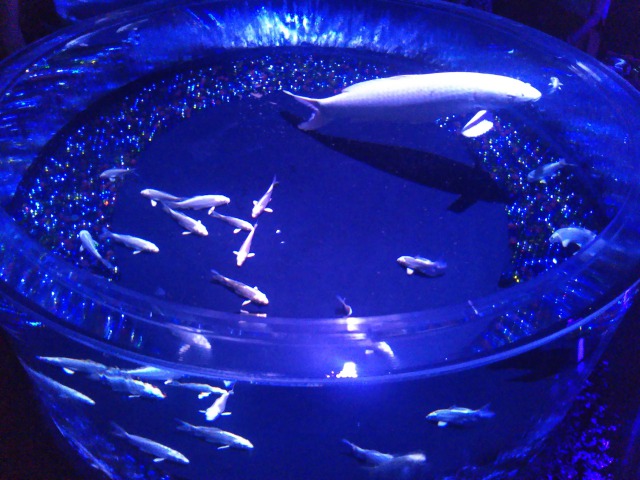 アートアクアリウム