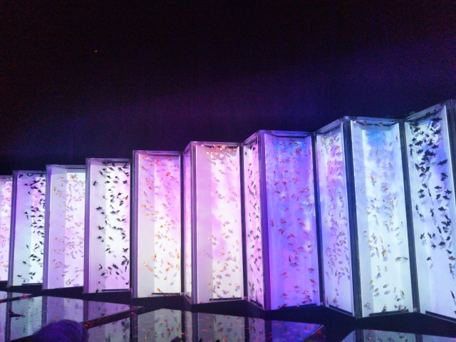 アートアクアリウム