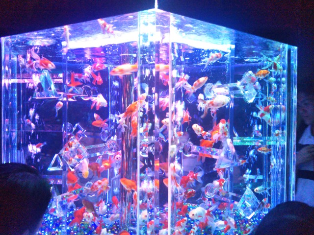 Art aquarium