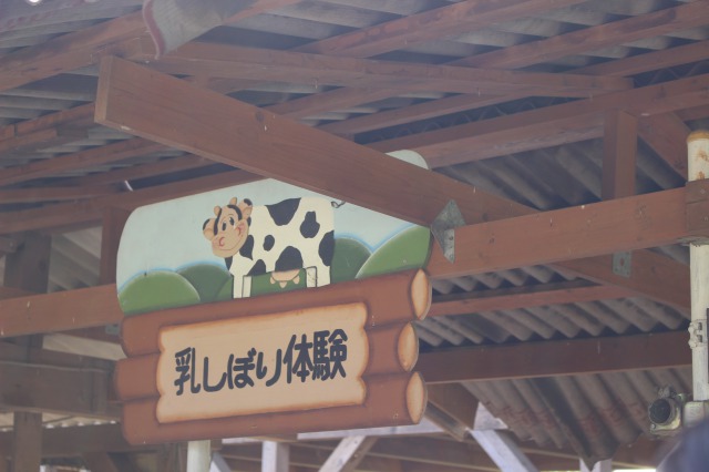 イバライドの乳搾り体験