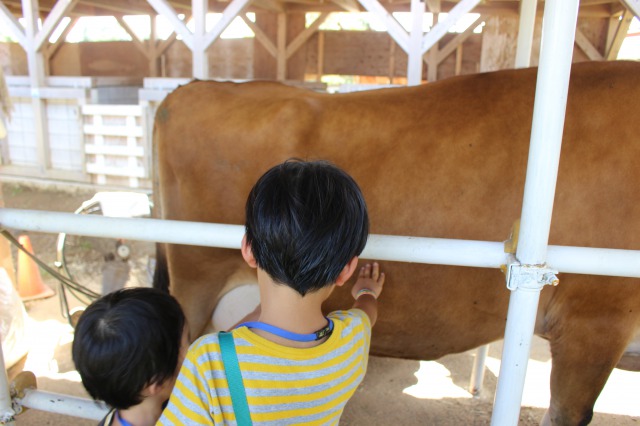 イバライドの乳搾り体験