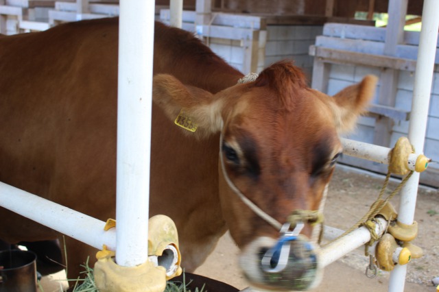 イバライドの牛