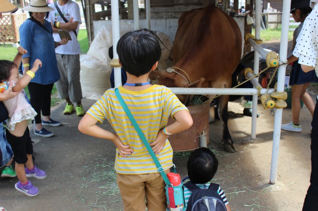 イバライドの乳搾り体験