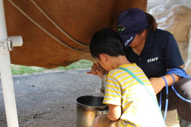 イバライドの乳搾り体験