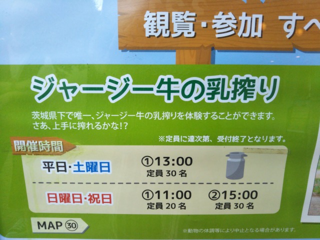 イバライドの乳搾り体験