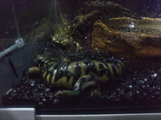 キモい展のヘビ