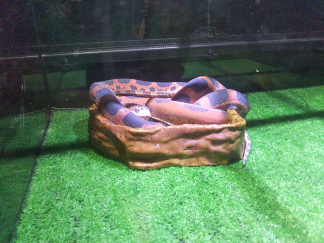 キモい展のヘビ