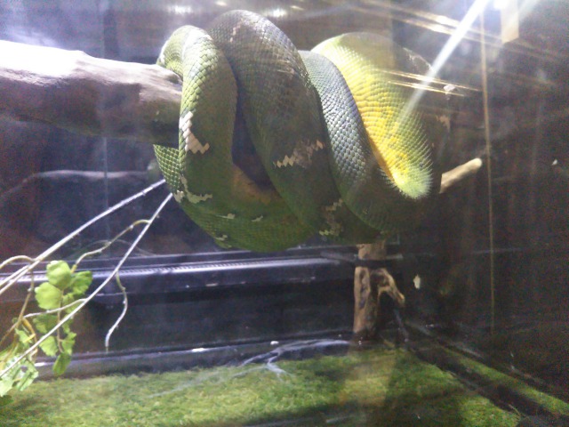 キモい展のヘビ