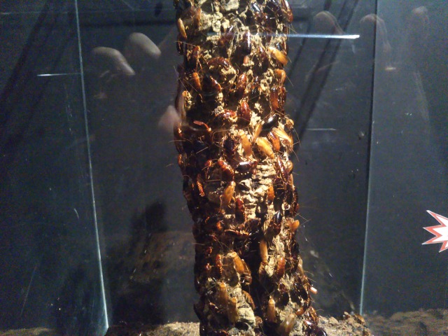 キモい展のゴキブリタワー