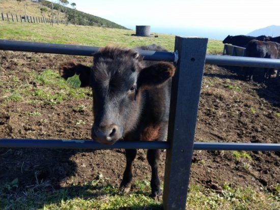 ふれあい牧場の牛