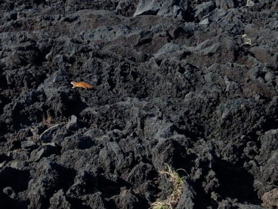 八丈島のイタチ