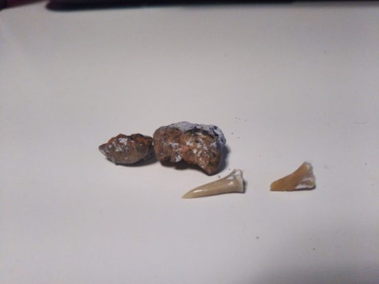 化石発掘体験
