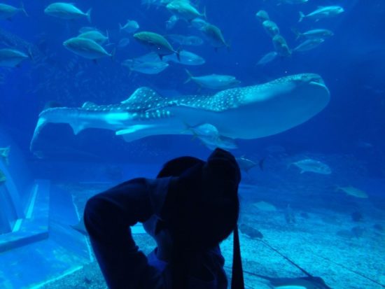 美ら海水族館