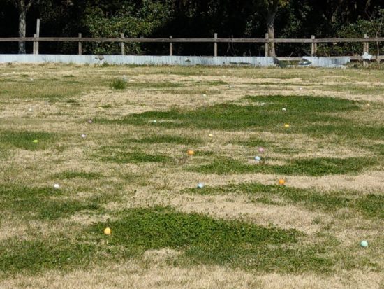 イバライドのエッグハント