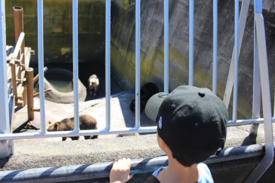 熊牧場の子供たち
