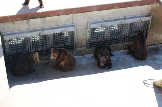 熊牧場の人の熊