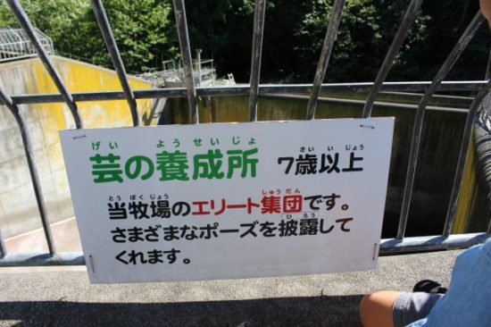 熊牧場のエリート集団