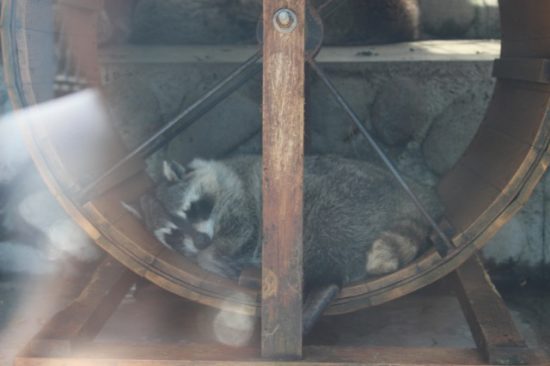 熊牧場のアライグマ