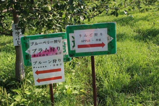 果物狩りの画像