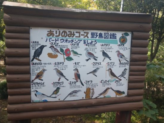 ありのみコース