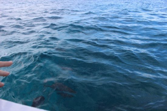 ブセナ海中公園の海