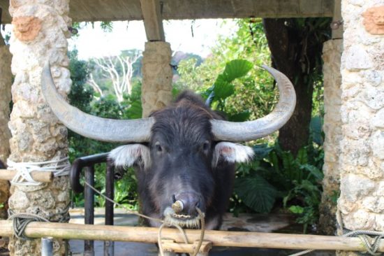 ビオスの丘の水牛