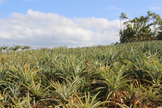 パイナップルパーク