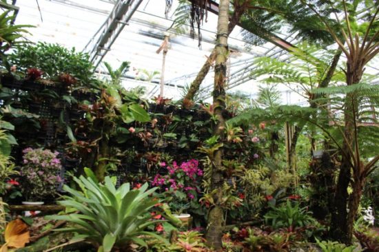 パイナップルパーク