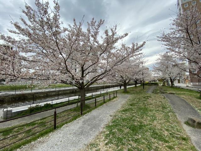 近くの公園の桜の画像