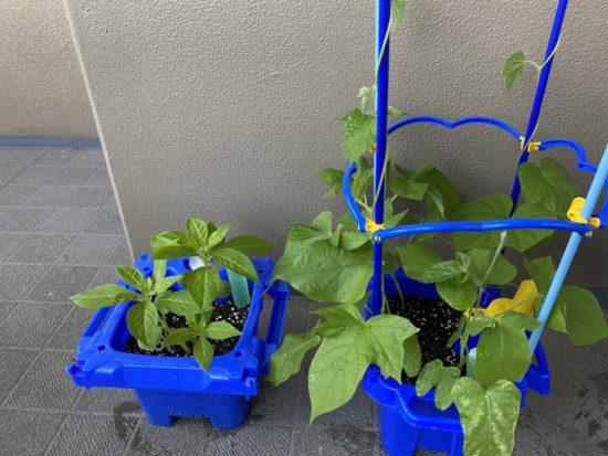 アサガオとホウセンカの植物アサガオ