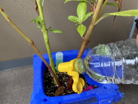 ホウセンカ水やり