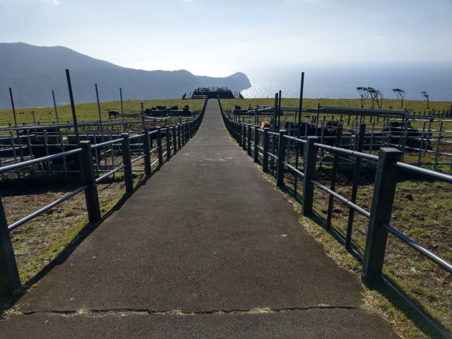 八丈島の画像