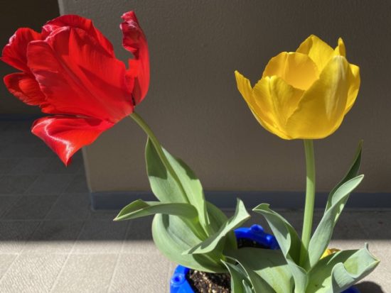 チューリップの画像
