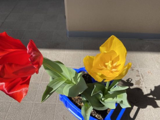 チューリップの画像