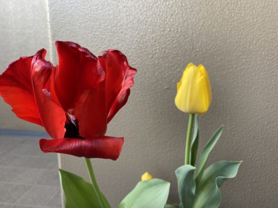 チューリップの画像