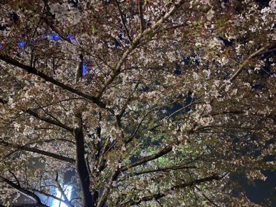 夜桜の画像