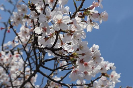 桜の画像