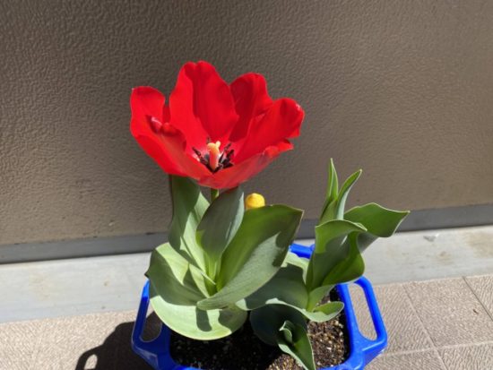 チューリップの画像