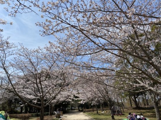 霞ヶ浦総合公園の桜