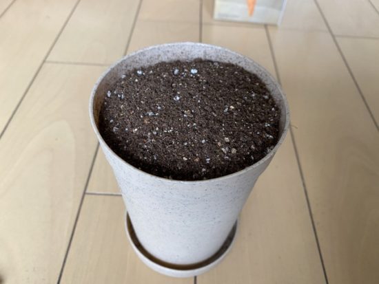 おうちで根菜栽培にんじん