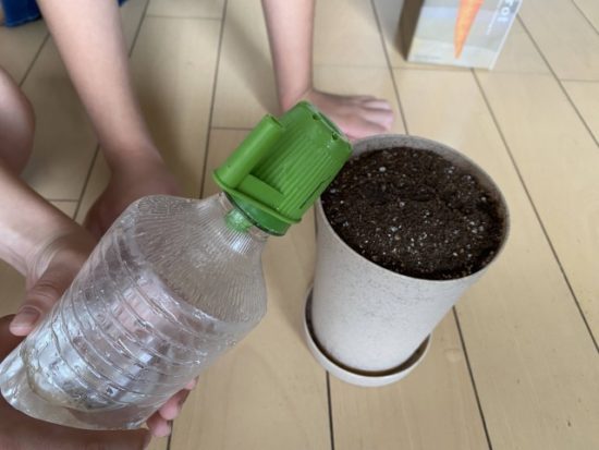 おうちで根菜栽培にんじん