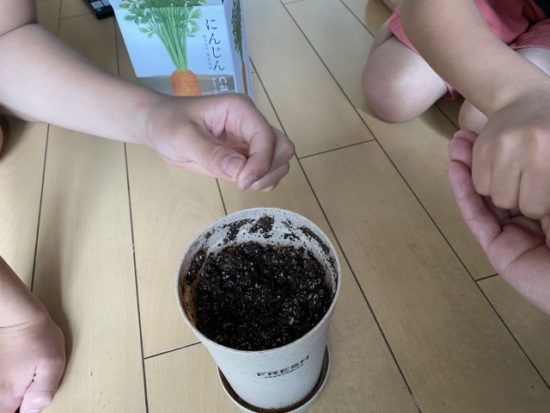 おうちで根菜栽培にんじん