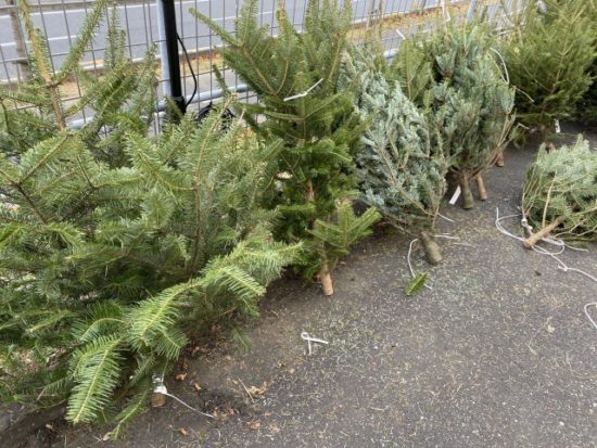 IKEA本物のモミの木