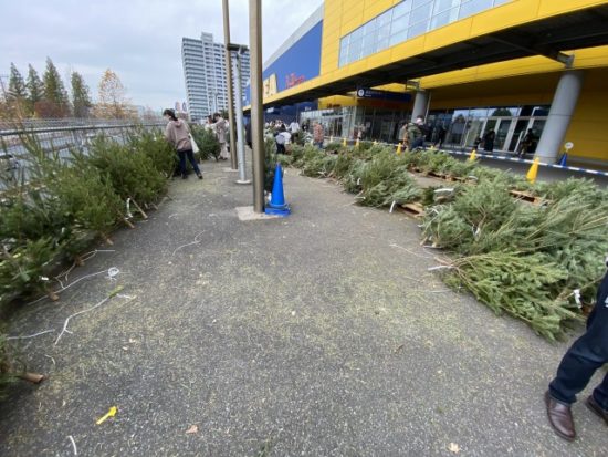 IKEA本物のモミの木
