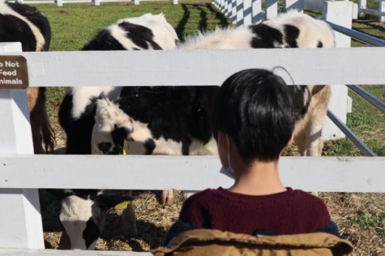 マザー牧場の子供たち