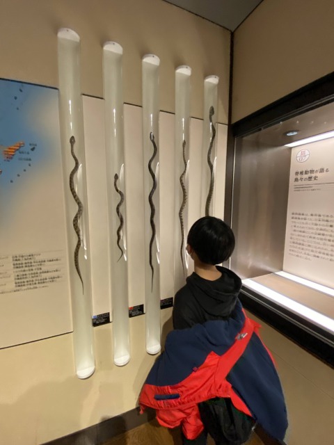 国立科学博物館の子供たち