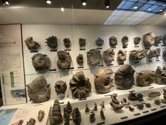 国立科学博物館