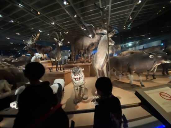 国立科学博物館の子供たち